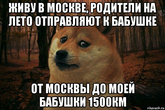 живу в москве, родители на лето отправляют к бабушке от москвы до моей бабушки 1500км, Мем SAD DOGE