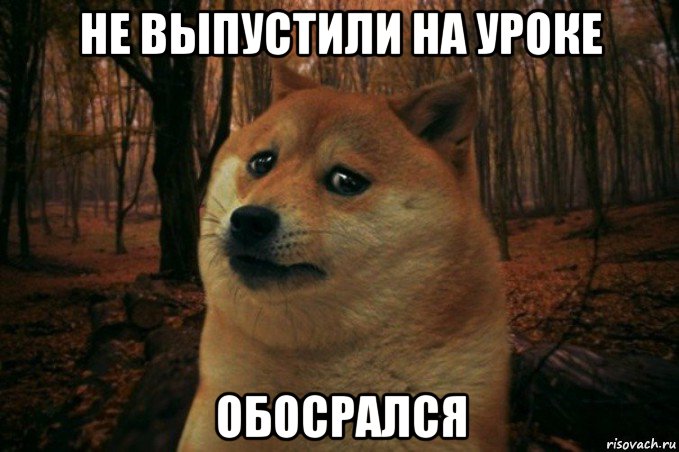 не выпустили на уроке обосрался, Мем SAD DOGE