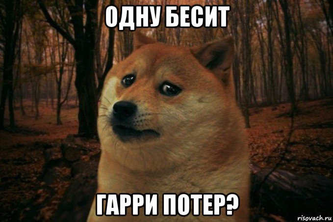 одну бесит гарри потер?, Мем SAD DOGE