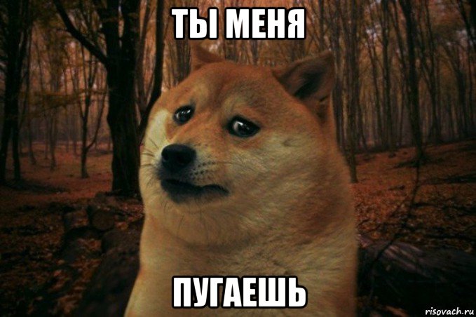 ты меня пугаешь, Мем SAD DOGE