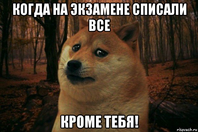 когда на экзамене списали все кроме тебя!, Мем SAD DOGE