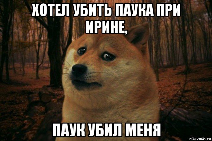 хотел убить паука при ирине, паук убил меня, Мем SAD DOGE