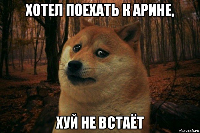 хотел поехать к арине, хуй не встаёт, Мем SAD DOGE