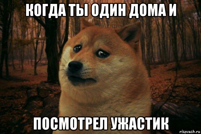 когда ты один дома и посмотрел ужастик, Мем SAD DOGE