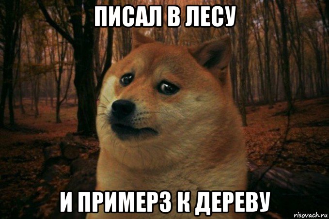 писал в лесу и примерз к дереву, Мем SAD DOGE