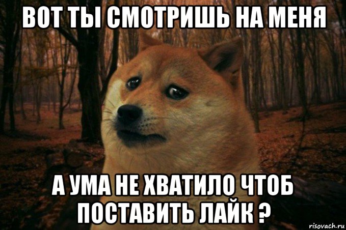 вот ты смотришь на меня а ума не хватило чтоб поставить лайк ?, Мем SAD DOGE