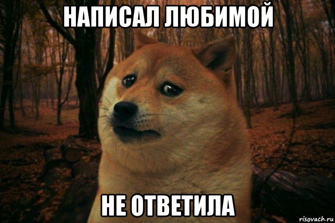 написал любимой не ответила, Мем SAD DOGE