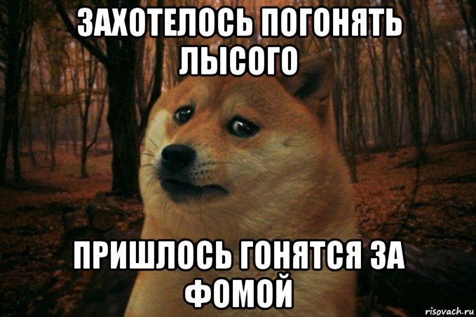 захотелось погонять лысого пришлось гонятся за фомой, Мем SAD DOGE