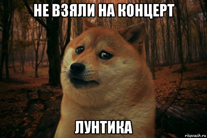 не взяли на концерт лунтика, Мем SAD DOGE