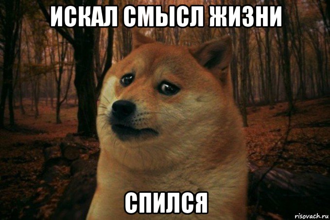 искал смысл жизни спился, Мем SAD DOGE