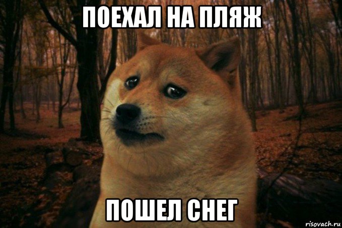 поехал на пляж пошел снег, Мем SAD DOGE