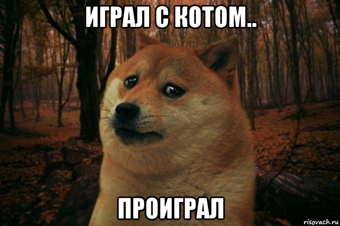 играл с котом.. проиграл, Мем SAD DOGE