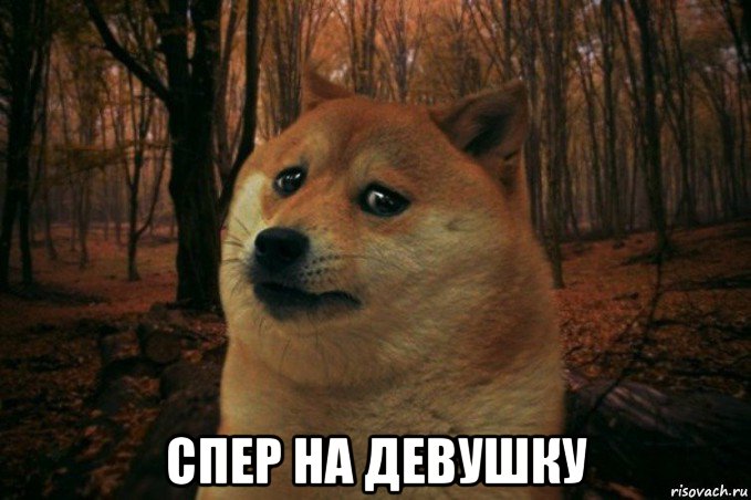  спер на девушку, Мем SAD DOGE