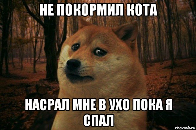 не покормил кота насрал мне в ухо пока я спал, Мем SAD DOGE