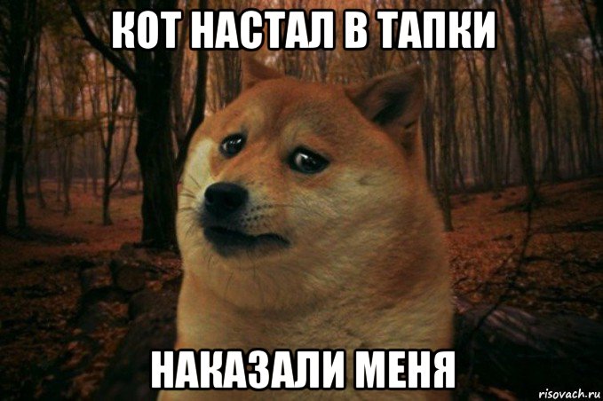 кот настал в тапки наказали меня, Мем SAD DOGE