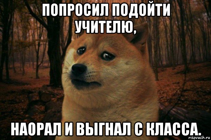 попросил подойти учителю, наорал и выгнал с класса., Мем SAD DOGE