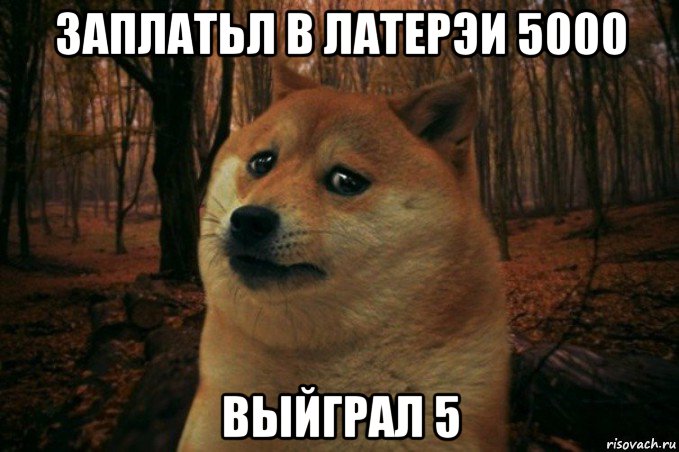 заплатьл в латерэи 5000 выйграл 5, Мем SAD DOGE