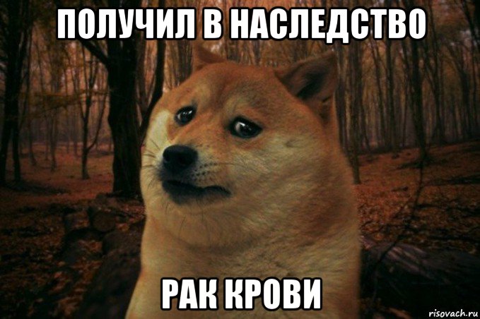 получил в наследство рак крови, Мем SAD DOGE