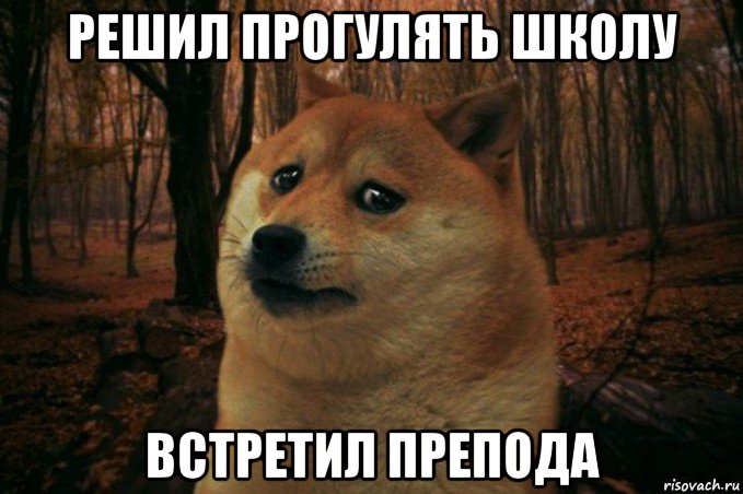 решил прогулять школу встретил препода, Мем SAD DOGE