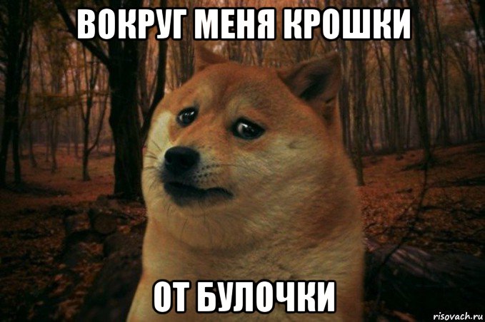 вокруг меня крошки от булочки, Мем SAD DOGE