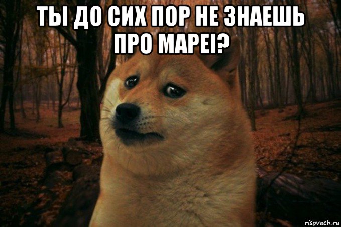 ты до сих пор не знаешь про mapei? , Мем SAD DOGE