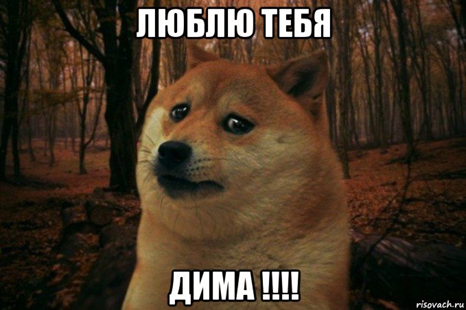 люблю тебя дима !!!!, Мем SAD DOGE