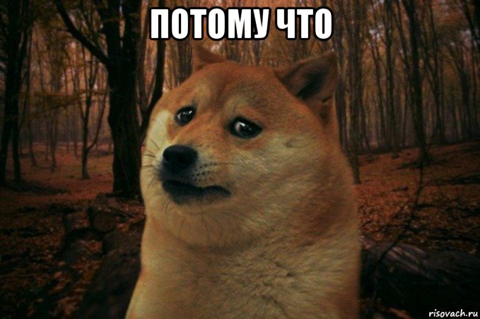 потому что , Мем SAD DOGE