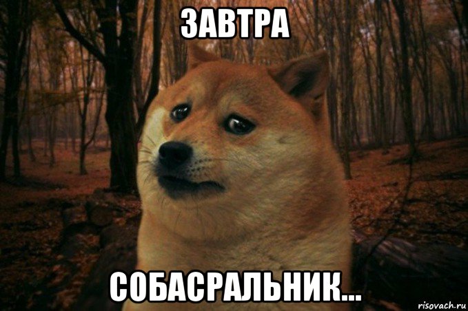 завтра собасральник..., Мем SAD DOGE