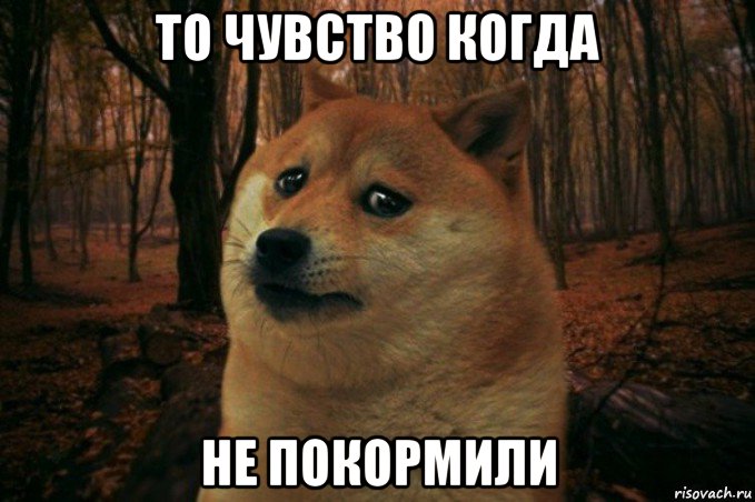 то чувство когда не покормили, Мем SAD DOGE