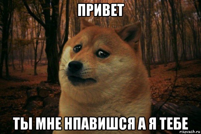 привет ты мне нпавишся а я тебе, Мем SAD DOGE