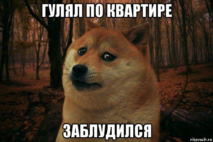 гулял по квартире заблудился, Мем SAD DOGE