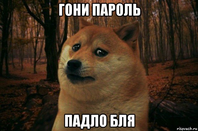 гони пароль падло бля, Мем SAD DOGE