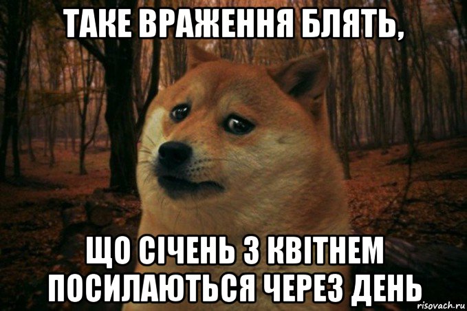 таке враження блять, що січень з квітнем посилаються через день, Мем SAD DOGE