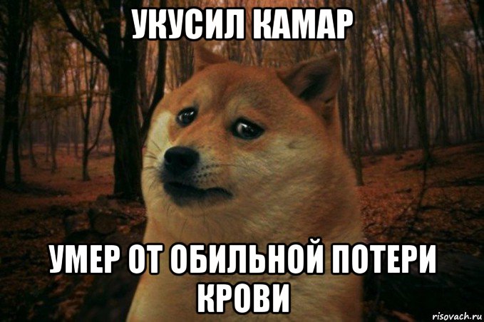 укусил камар умер от обильной потери крови, Мем SAD DOGE