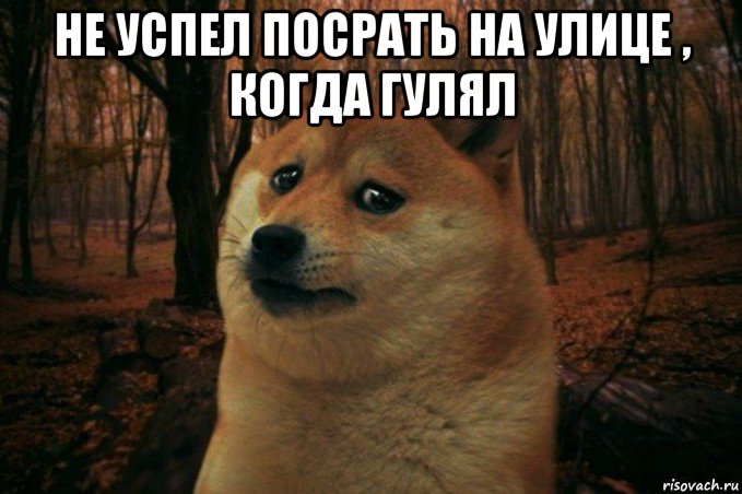 не успел посрать на улице , когда гулял , Мем SAD DOGE