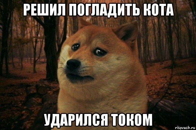 решил погладить кота ударился током, Мем SAD DOGE