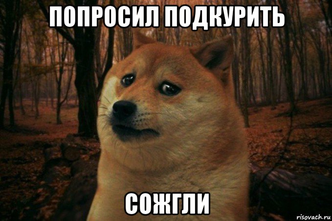 попросил подкурить сожгли, Мем SAD DOGE