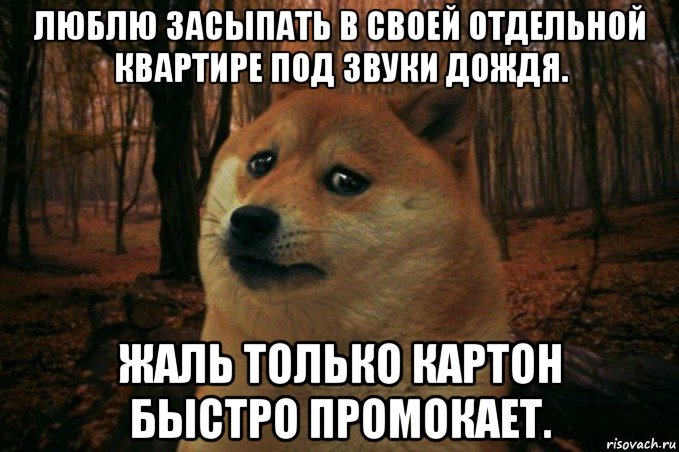 люблю засыпать в своей отдельной квартире под звуки дождя. жаль только картон быстро промокает., Мем SAD DOGE