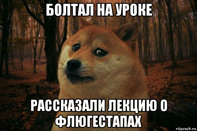 болтал на уроке рассказали лекцию о флюгестапах, Мем SAD DOGE