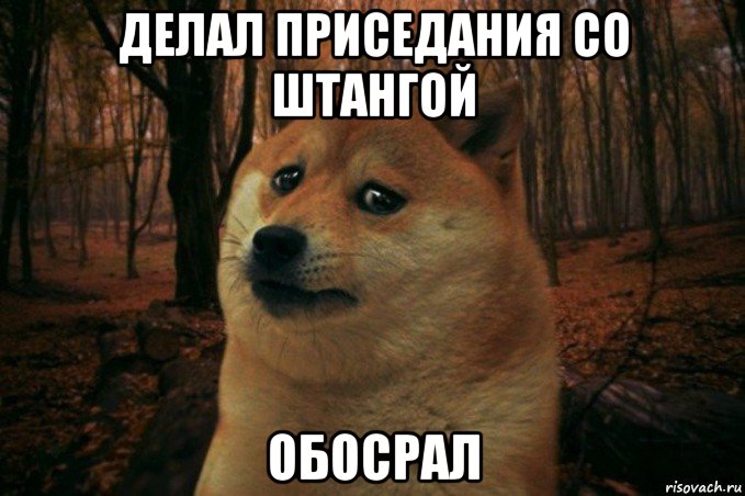 делал приседания со штангой обосрал, Мем SAD DOGE