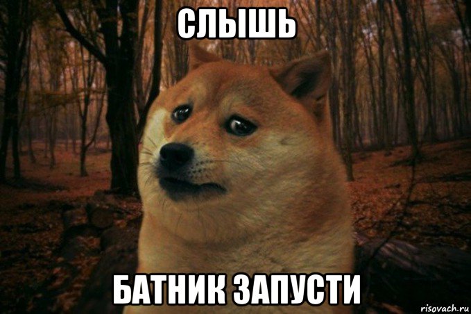 слышь батник запусти, Мем SAD DOGE