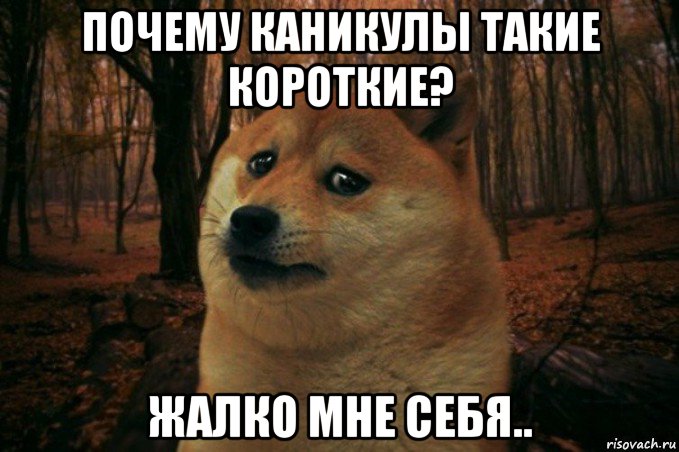 почему каникулы такие короткие? жалко мне себя.., Мем SAD DOGE