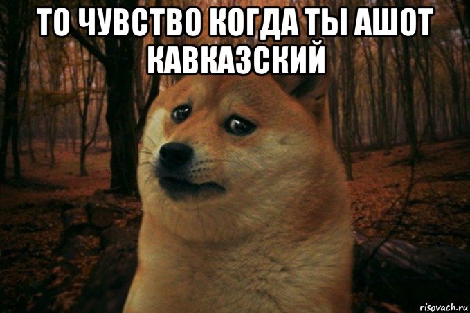 то чувство когда ты ашот кавказский , Мем SAD DOGE