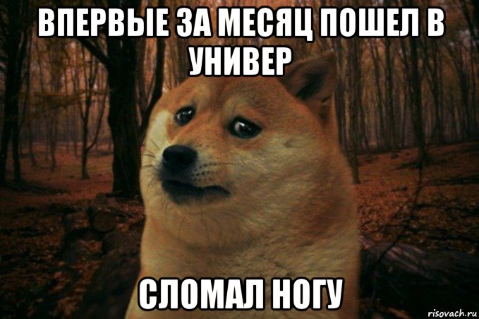 впервые за месяц пошел в универ сломал ногу, Мем SAD DOGE