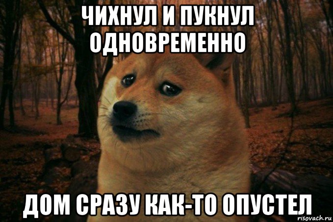 чихнул и пукнул одновременно дом сразу как-то опустел, Мем SAD DOGE