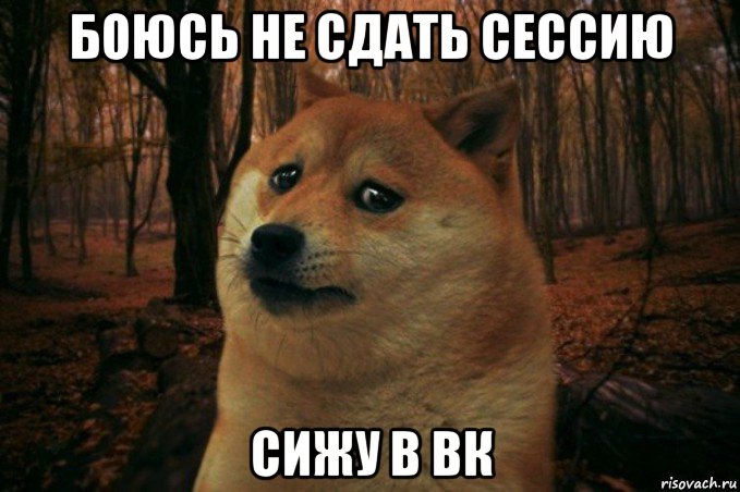 боюсь не сдать сессию сижу в вк, Мем SAD DOGE