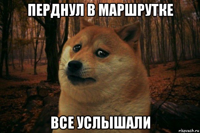 перднул в маршрутке все услышали, Мем SAD DOGE