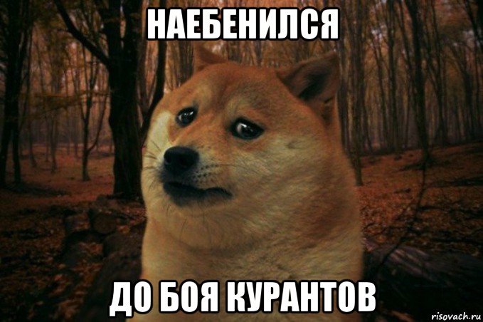 наебенился до боя курантов, Мем SAD DOGE