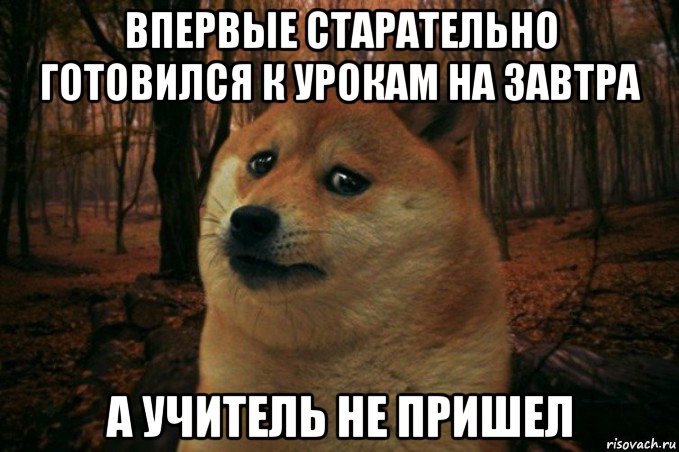 впервые старательно готовился к урокам на завтра а учитель не пришел, Мем SAD DOGE