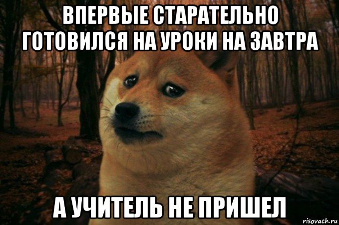 впервые старательно готовился на уроки на завтра а учитель не пришел, Мем SAD DOGE